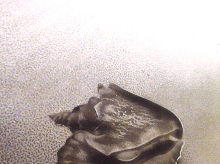 陰影技法　貝のサムネイル