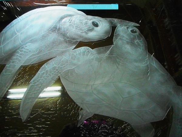 エッチングガラス　海亀
